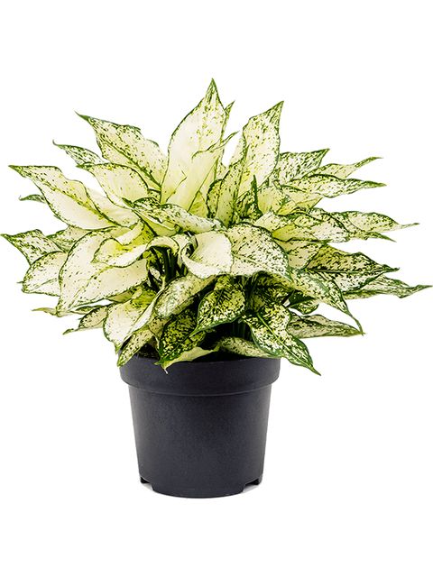 Aglaonema White Kiwi/Diamond Ø12 H35