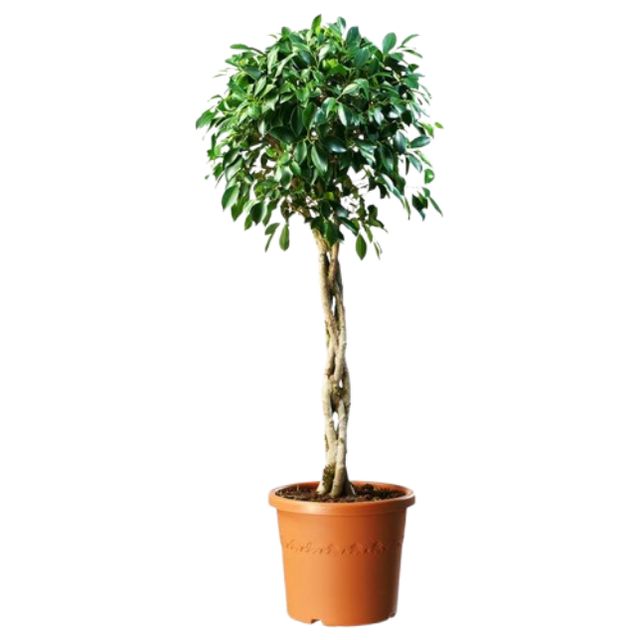 Ficus Microcarpa Nitida Opst. Ø40 H150