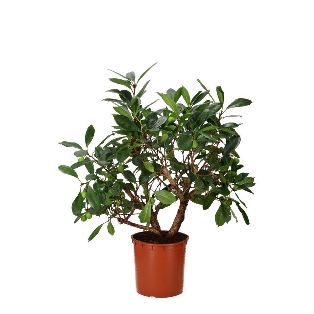 Ficus Cyathistipula, Forgrenet Ø30 H120