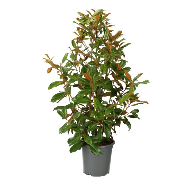 Magnolia Grandiflora Ø30 H150