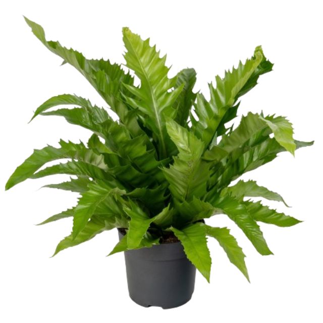 Asplenium Gioia