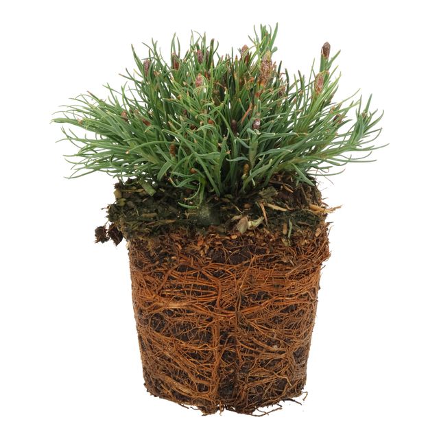 Pinus Mugo Pumilio Ø10 H15