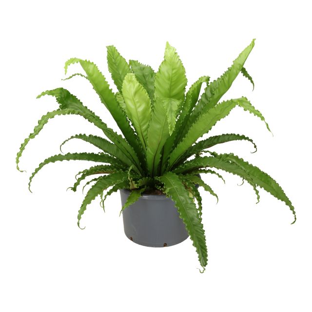 Asplenium Gioia