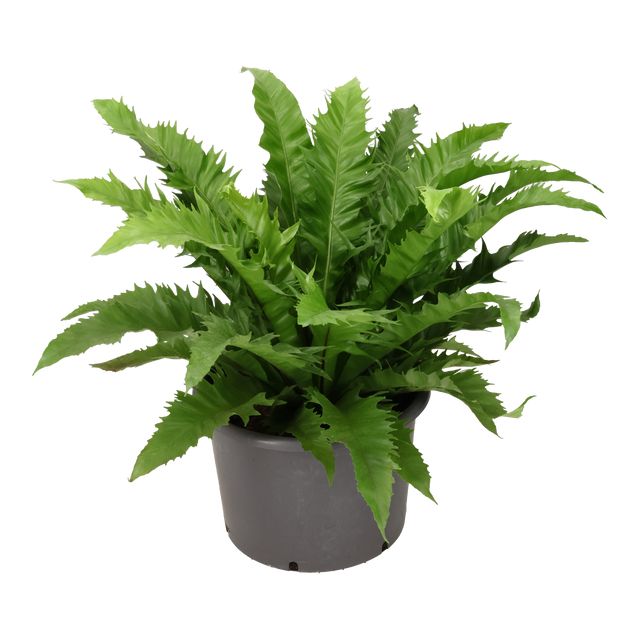 Asplenium Gioia