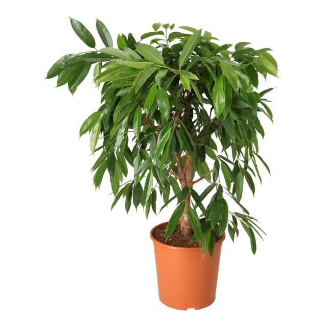 Ficus Amstel King Forgrenet Ø27 H120